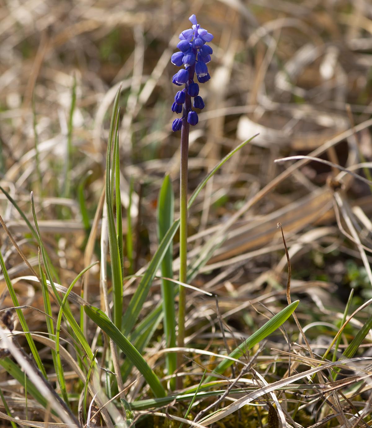 Habitus
